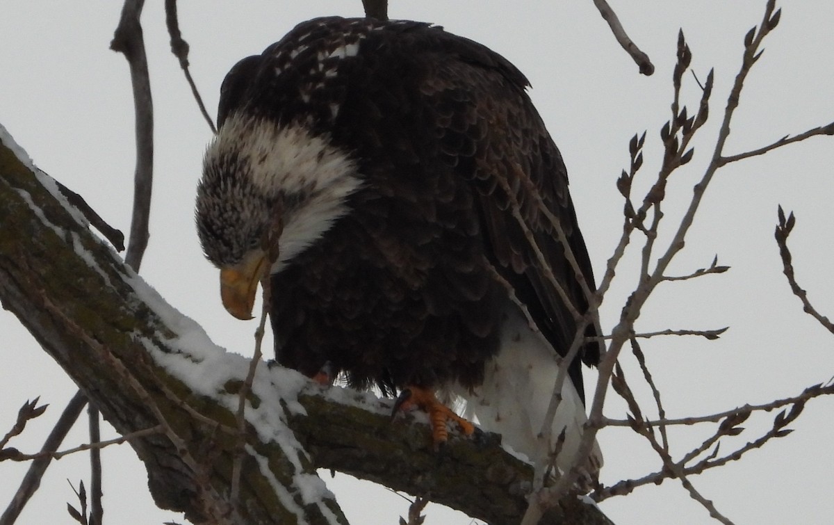 Орлан білоголовий - ML646318017