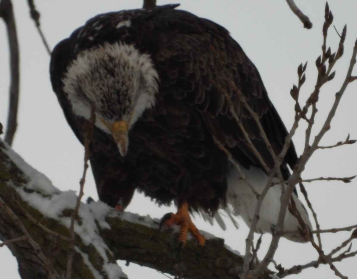 Орлан білоголовий - ML646318018
