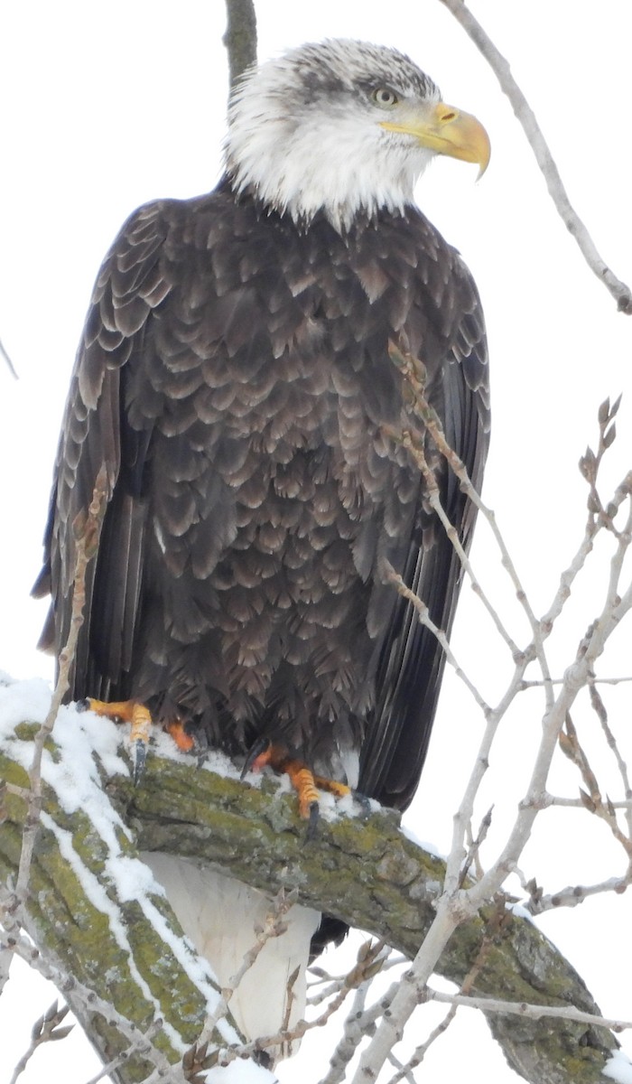 Орлан білоголовий - ML646318019