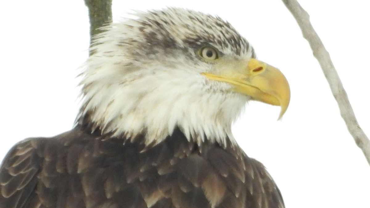 Орлан білоголовий - ML646318020