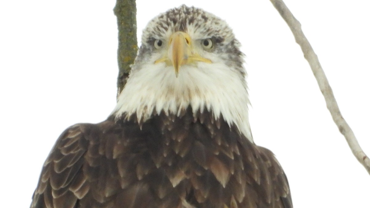 Орлан білоголовий - ML646318021