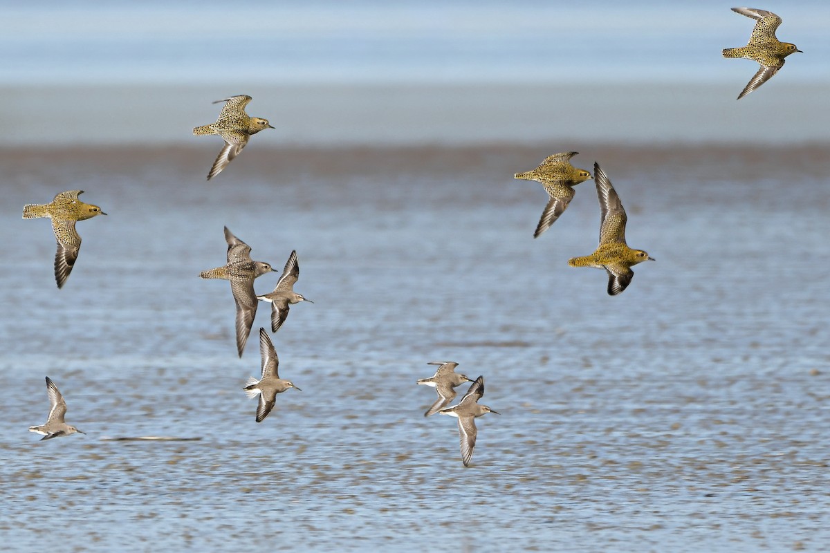 Сивка американська - ML646318022