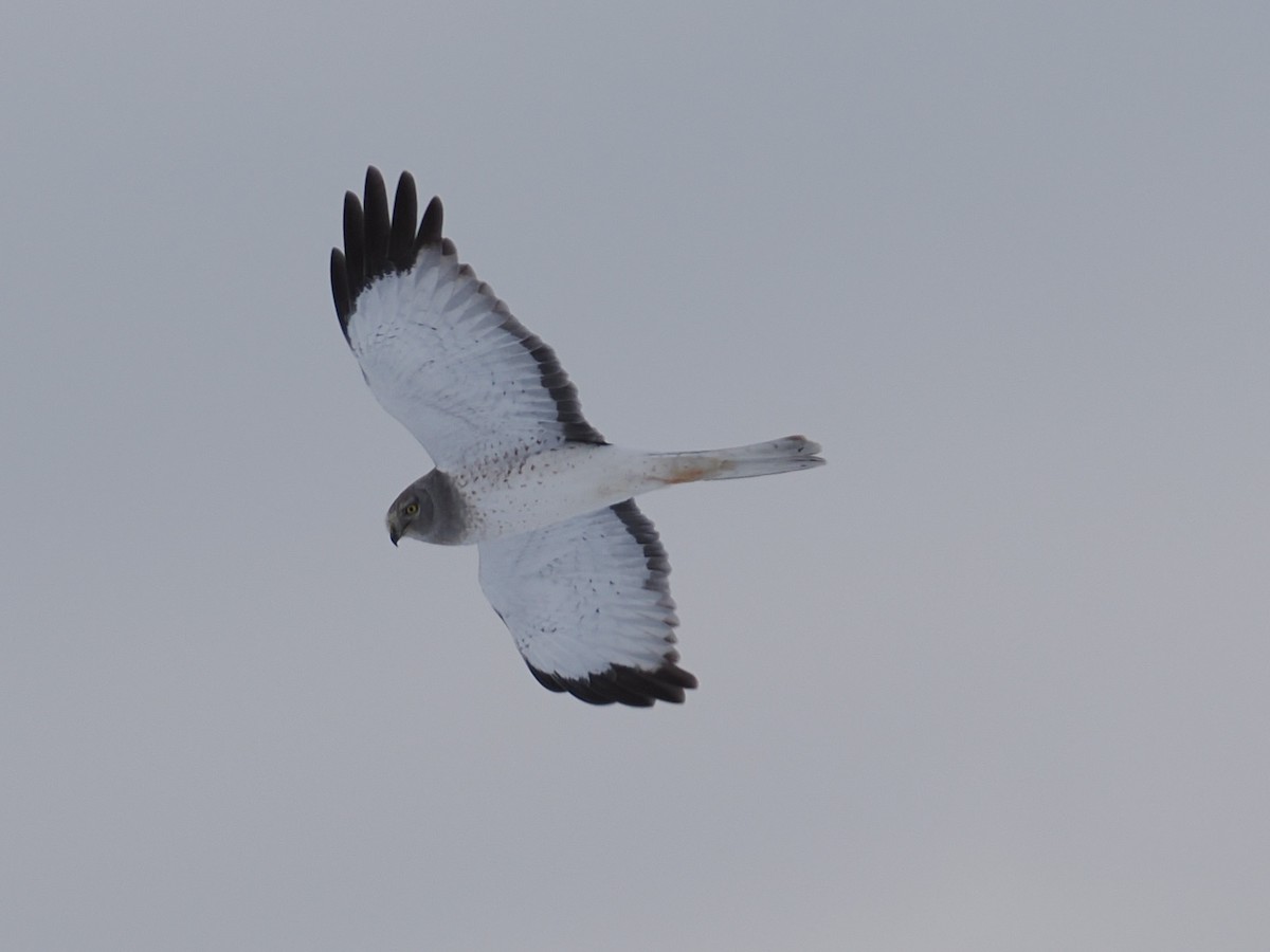 Лунь американський - ML646318023