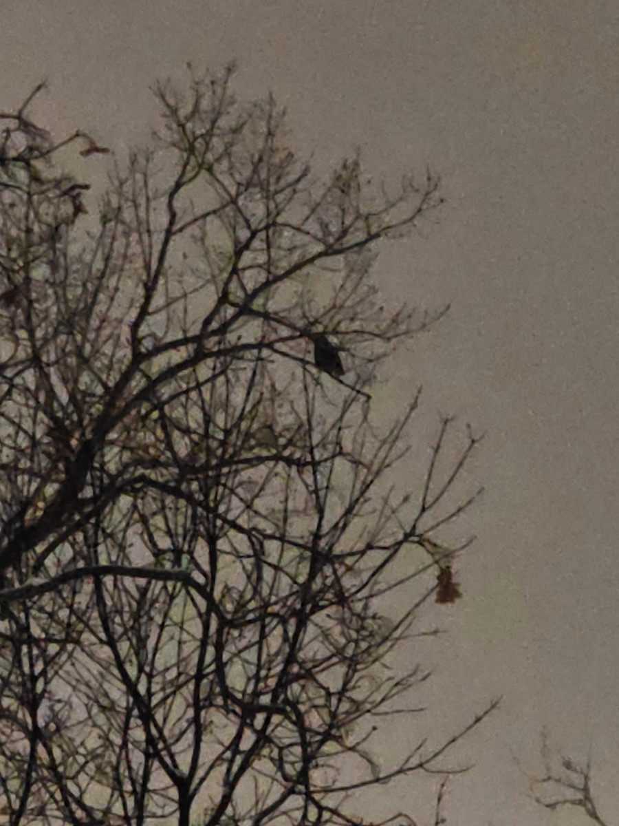 Пугач віргінський - ML646318024