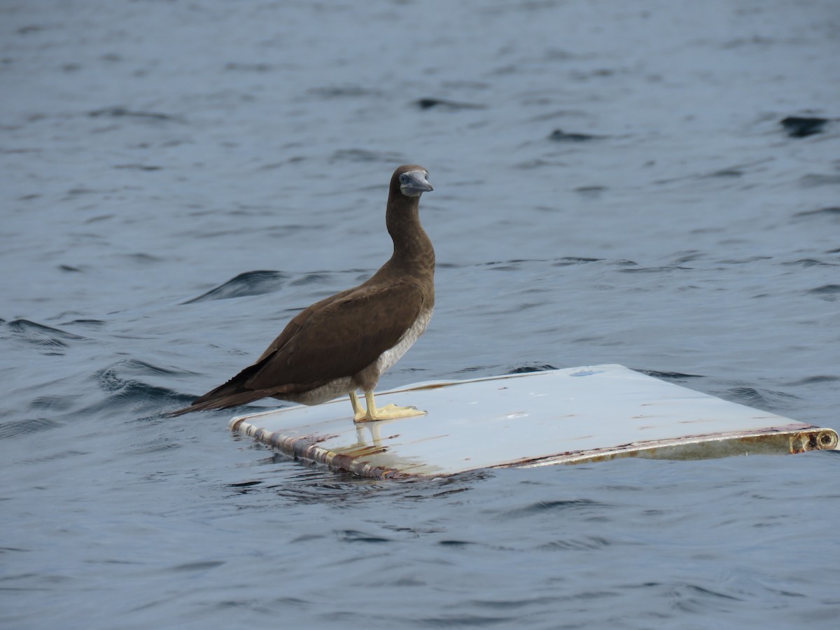 Сула кокосова - ML646318025