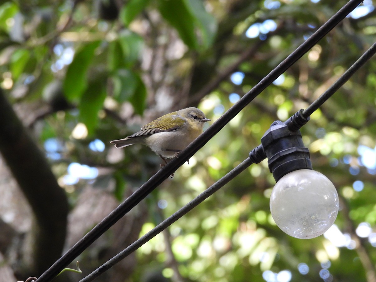Червоїд світлобровий - ML646318026