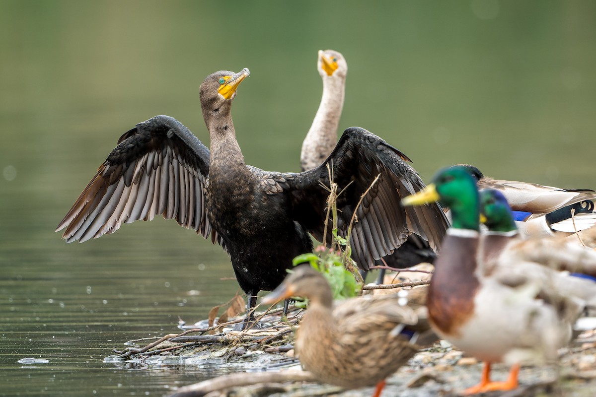 Баклан вухатий - ML646318028