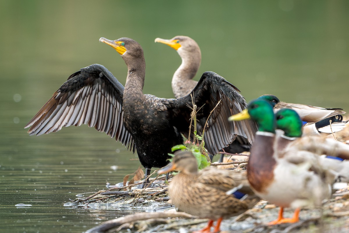 Баклан вухатий - ML646318029