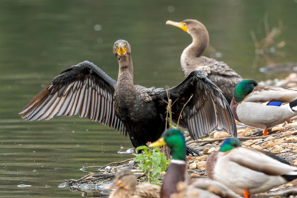 Баклан вухатий - ML646318030