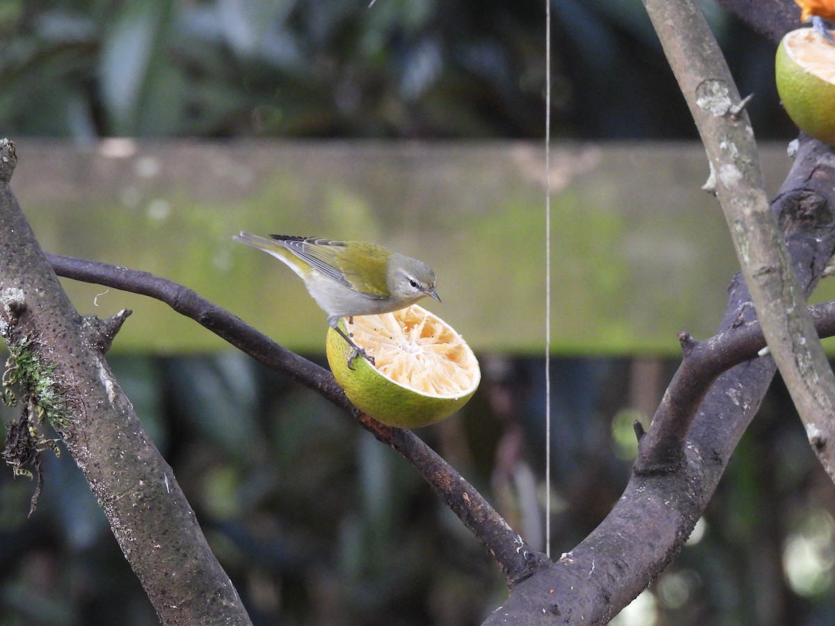 Червоїд світлобровий - ML646318031