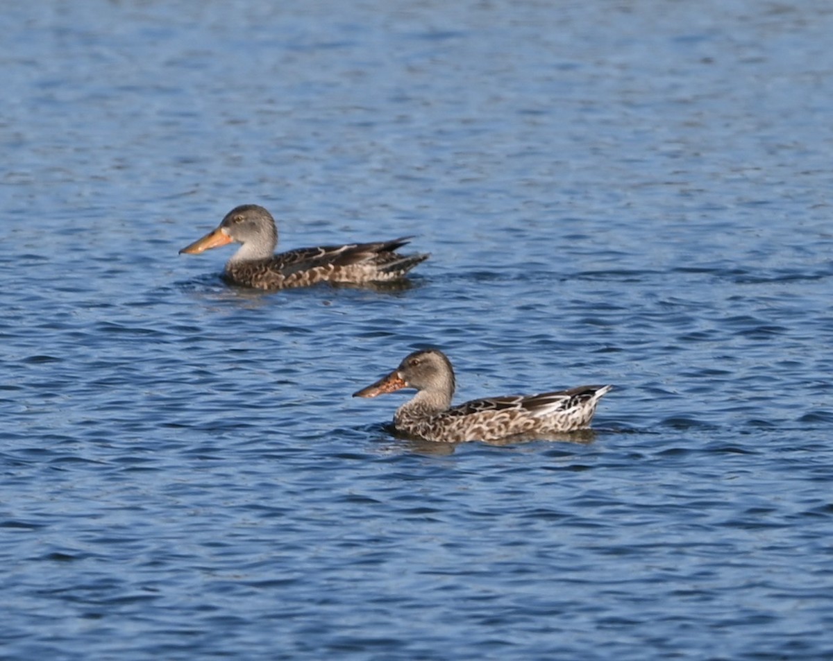 Широконіска північна - ML646318032