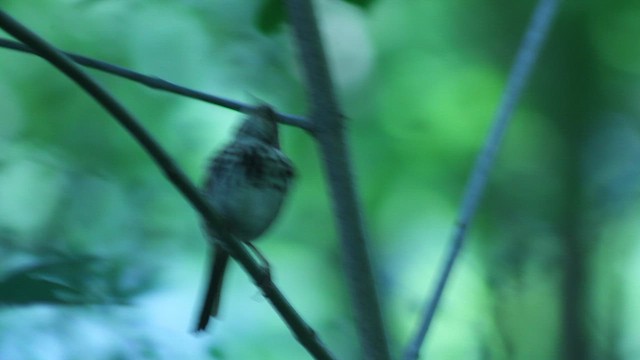 Пасовка співоча - ML646318034