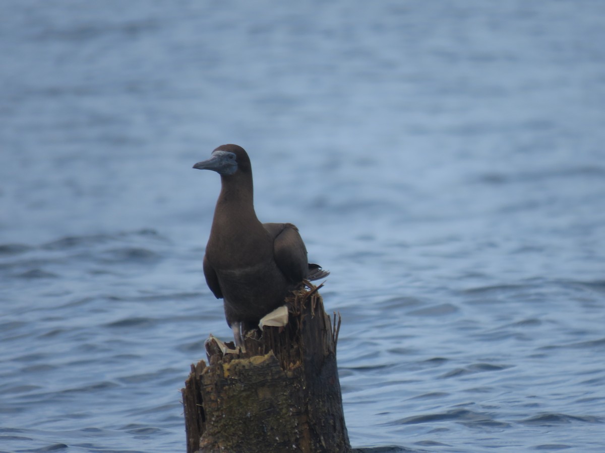 Сула кокосова - ML646318035