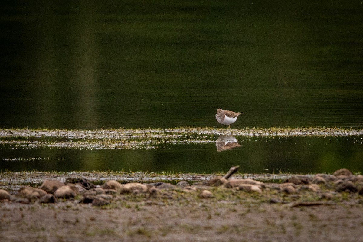 Набережник палеарктичний - ML646318036