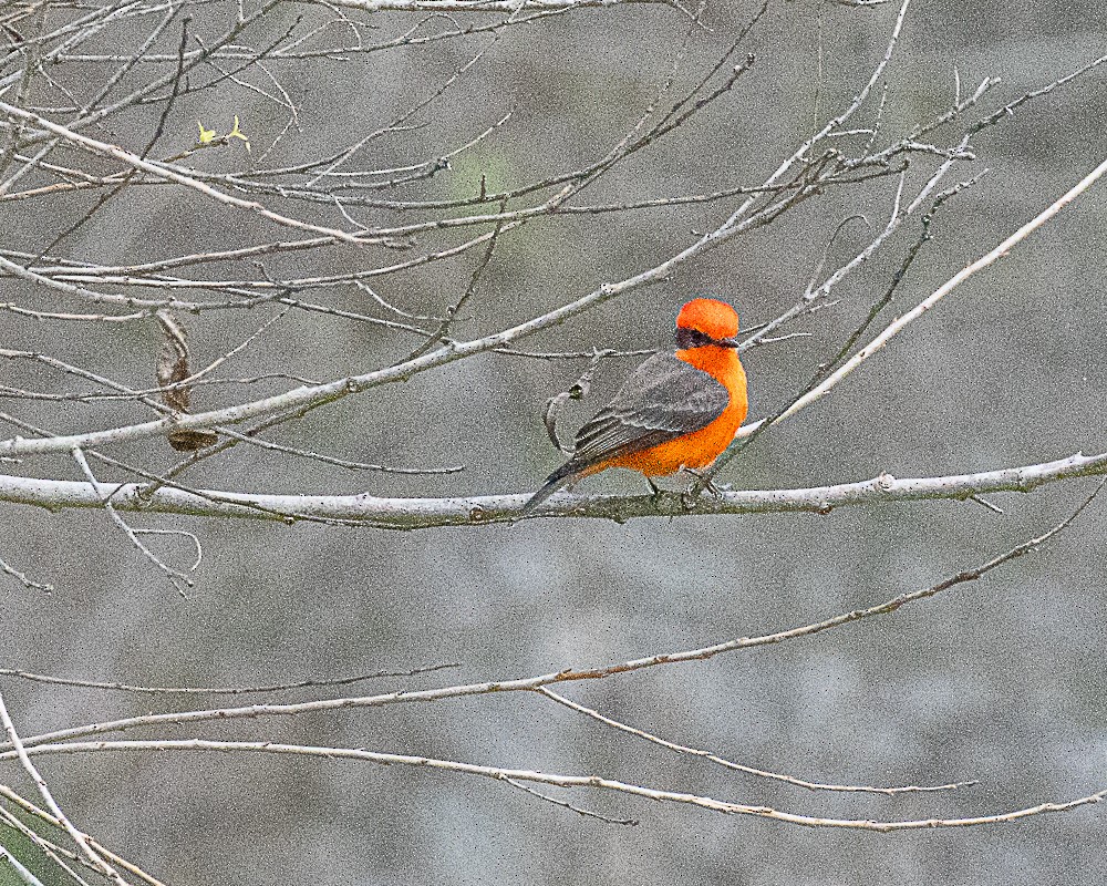 Москверо вогнистий - ML646318039