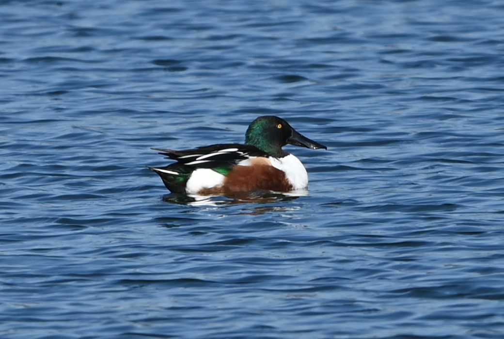 Широконіска північна - ML646318040