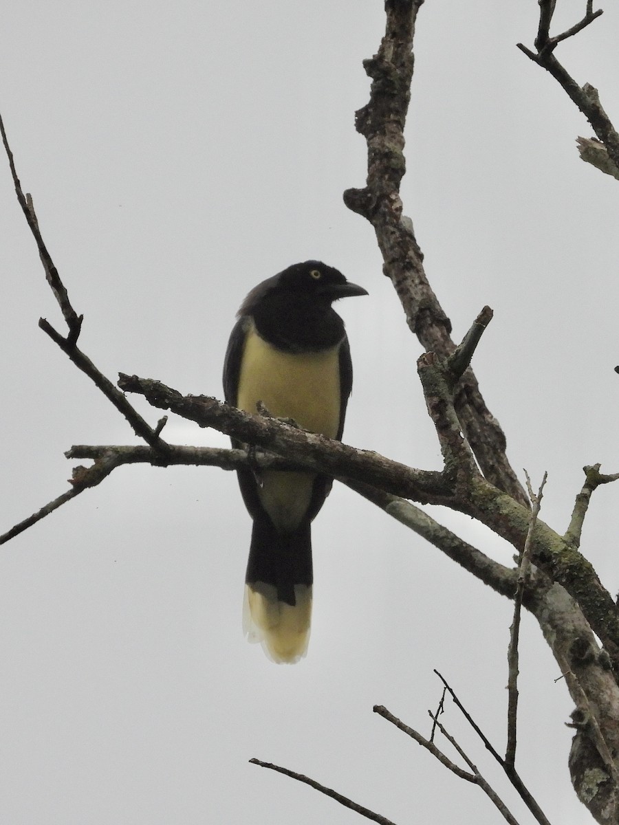 Пая синьоброва - ML646318042