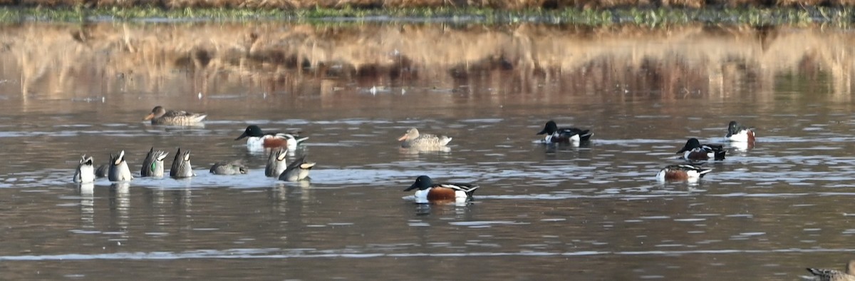 Широконіска північна - ML646318044