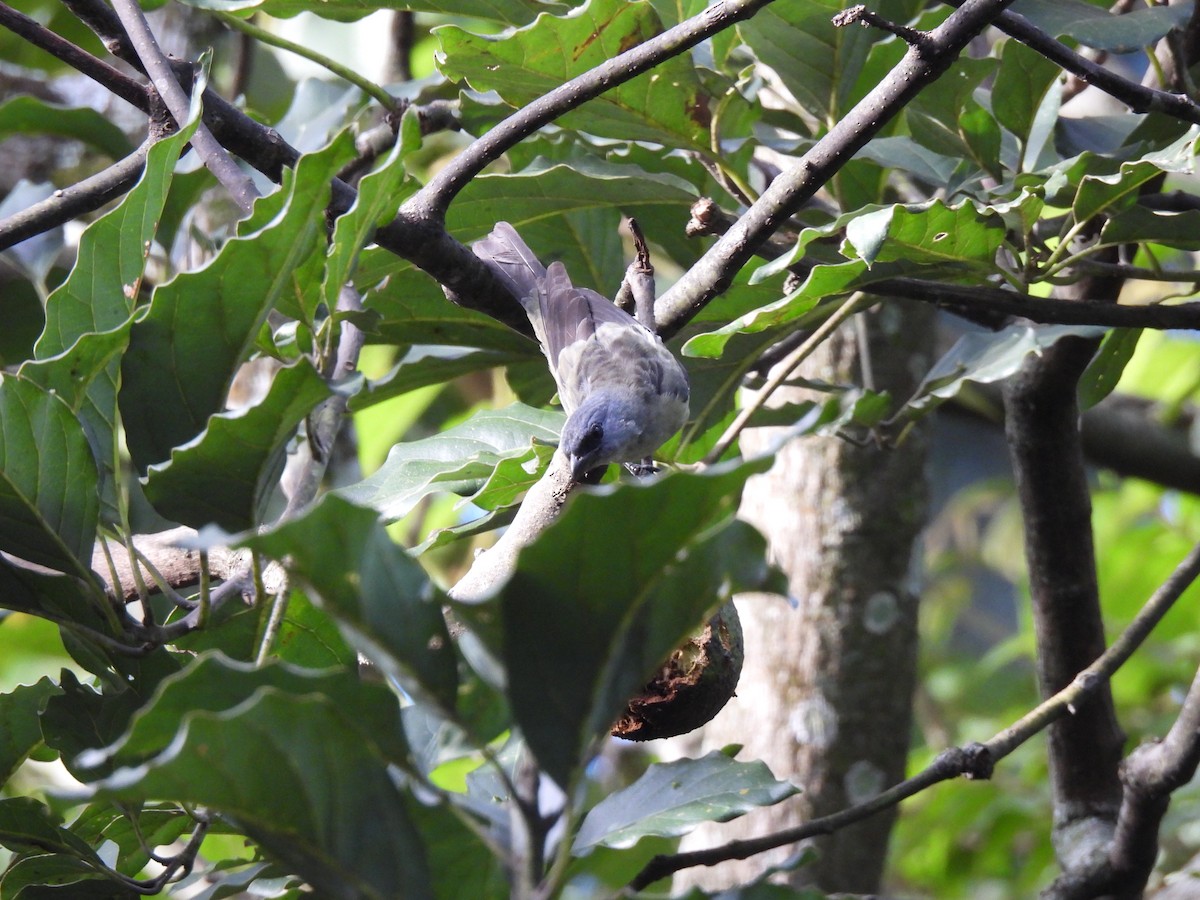 gulvingetanagar - ML646318045