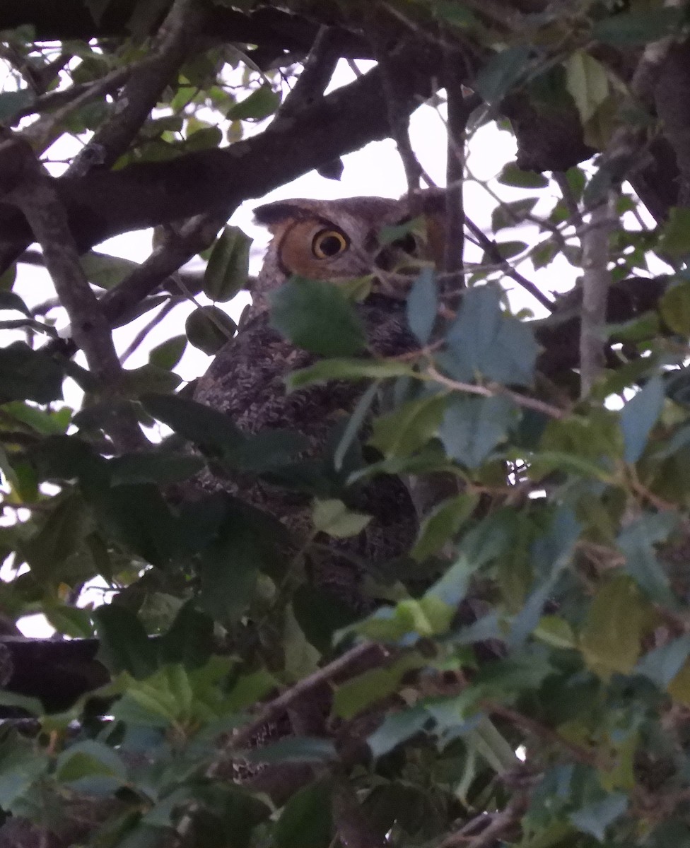 Пугач віргінський - ML646318046