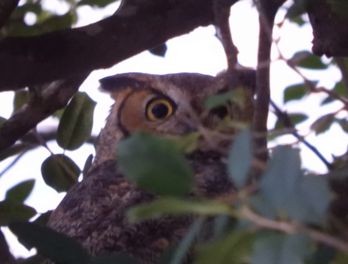 Пугач віргінський - ML646318047