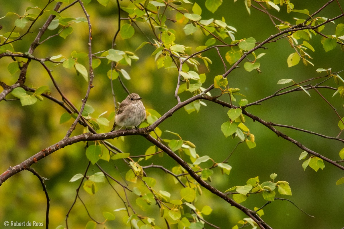Мухоловка сіра - ML646318048