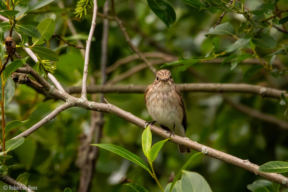 Мухоловка сіра - ML646318049