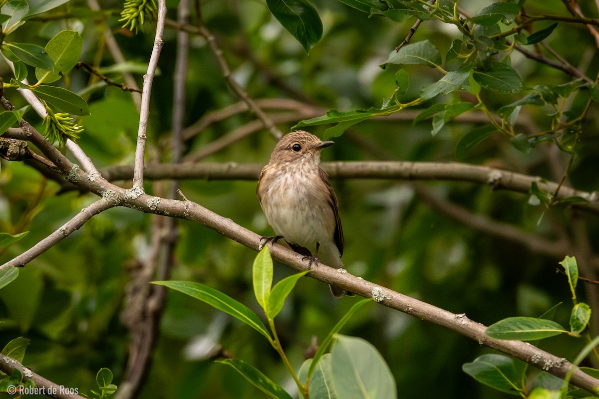 Мухоловка сіра - ML646318050