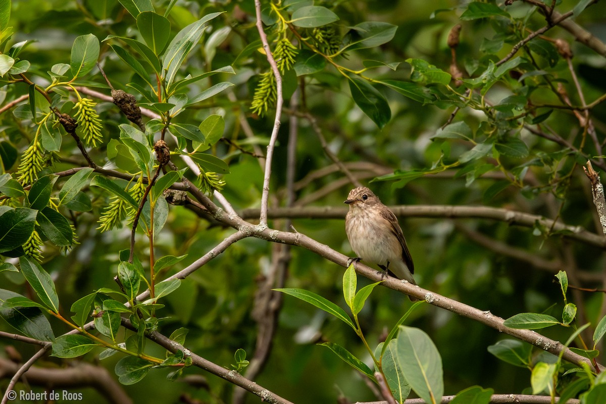 Мухоловка сіра - ML646318051