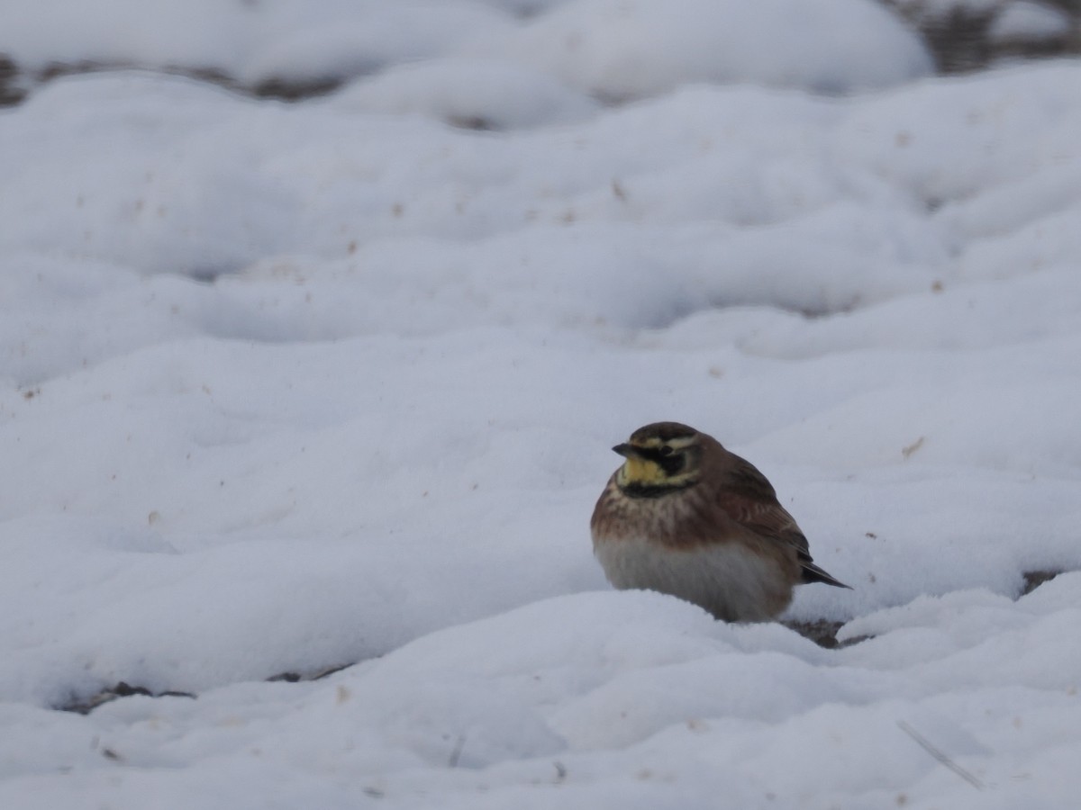 Жайворонок рогатий - ML646318052