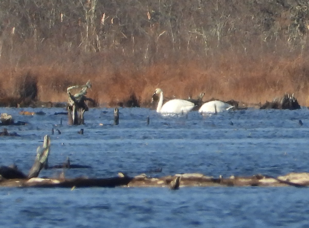 Tundra Swan (Whistling) - ML646318055