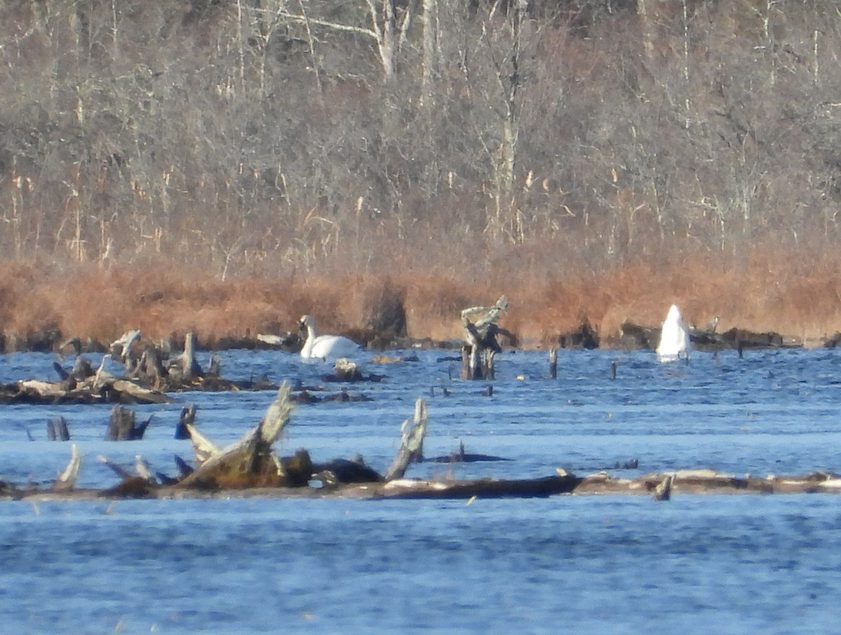 Tundra Swan (Whistling) - ML646318056