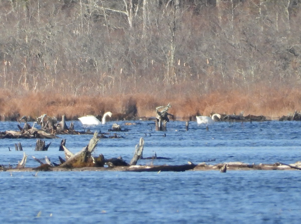 Tundra Swan (Whistling) - ML646318057