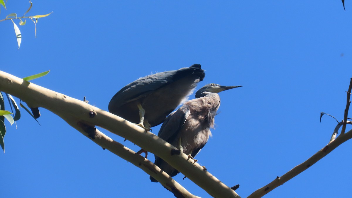 White-faced Heron - ML646318058