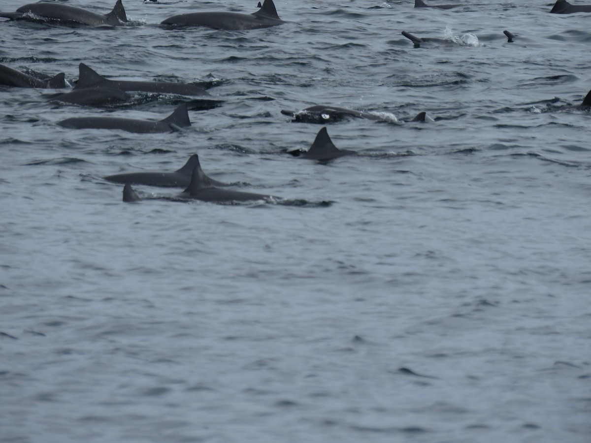 Animals - ML646318059