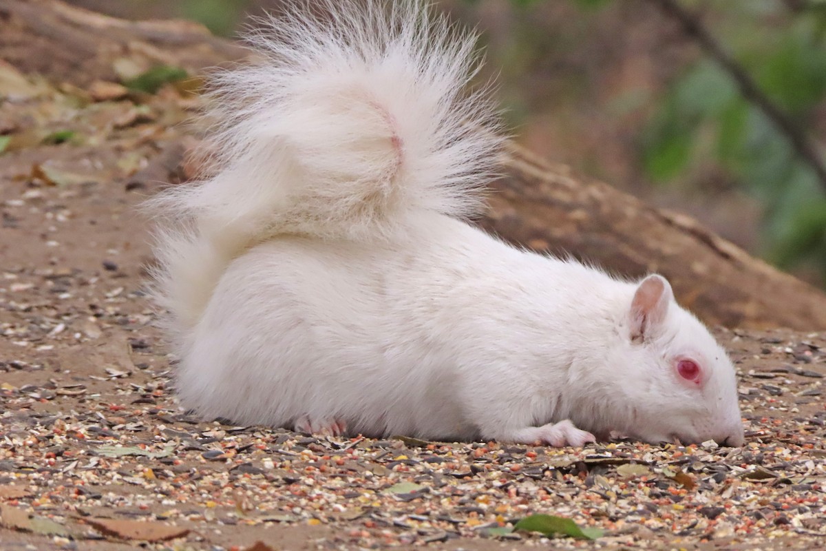 Eastern Gray Squirrel - ML646318060