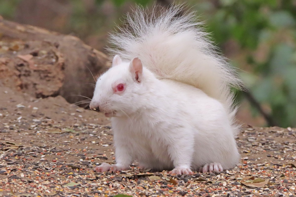 Eastern Gray Squirrel - ML646318061