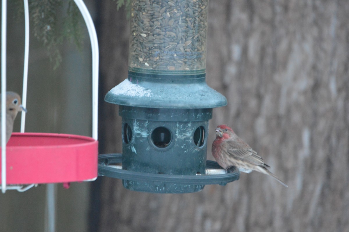 House Finch - ML646318062