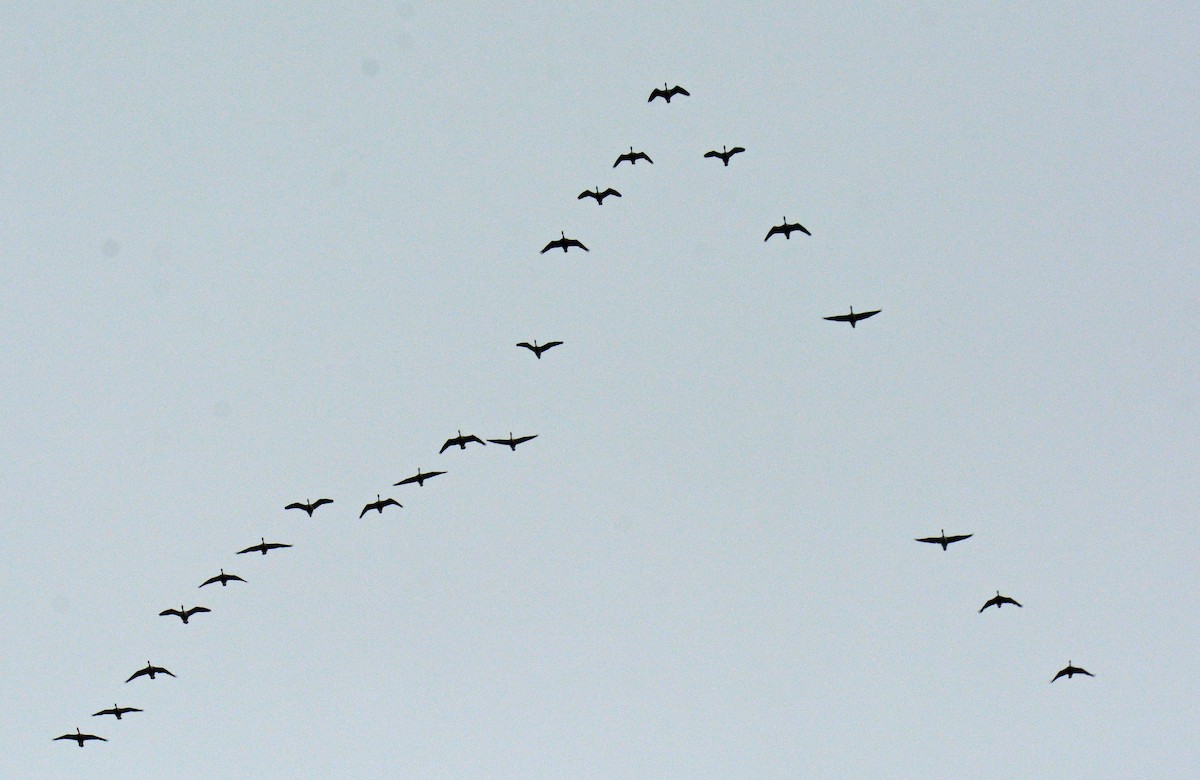 Kanada Kazı - ML646318063