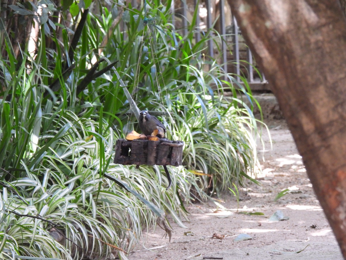 Cinnamon-bellied Saltator - ML646318068