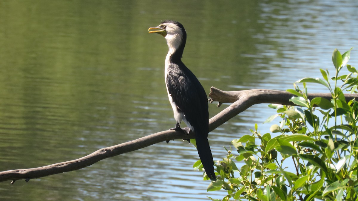 Little Pied Cormorant - ML646318069