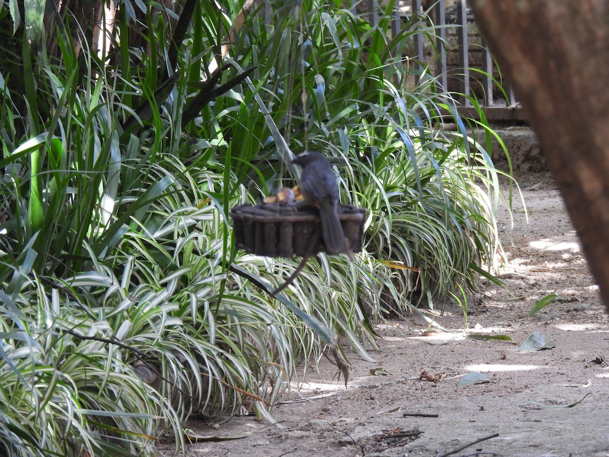 Cinnamon-bellied Saltator - ML646318070