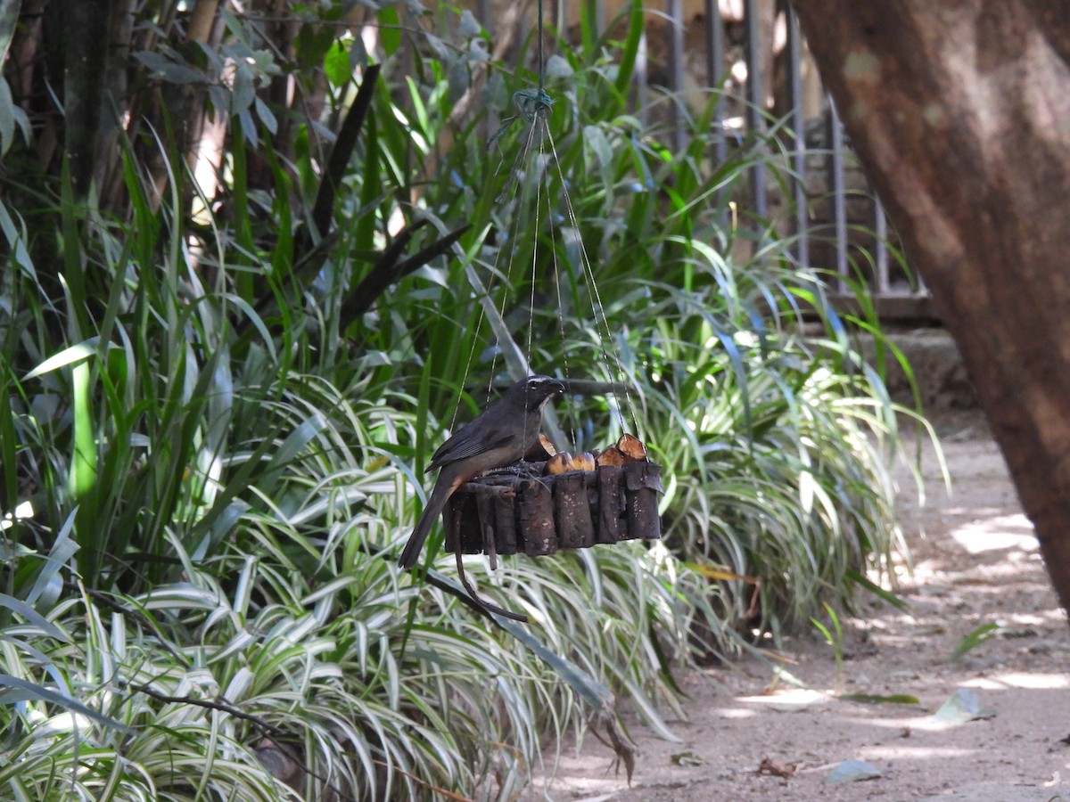 Cinnamon-bellied Saltator - ML646318071