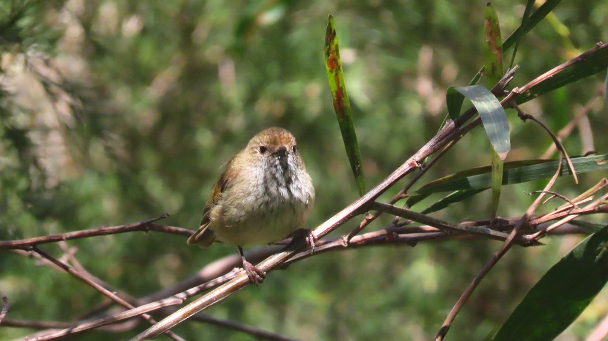 Brown Thornbill - ML646318074