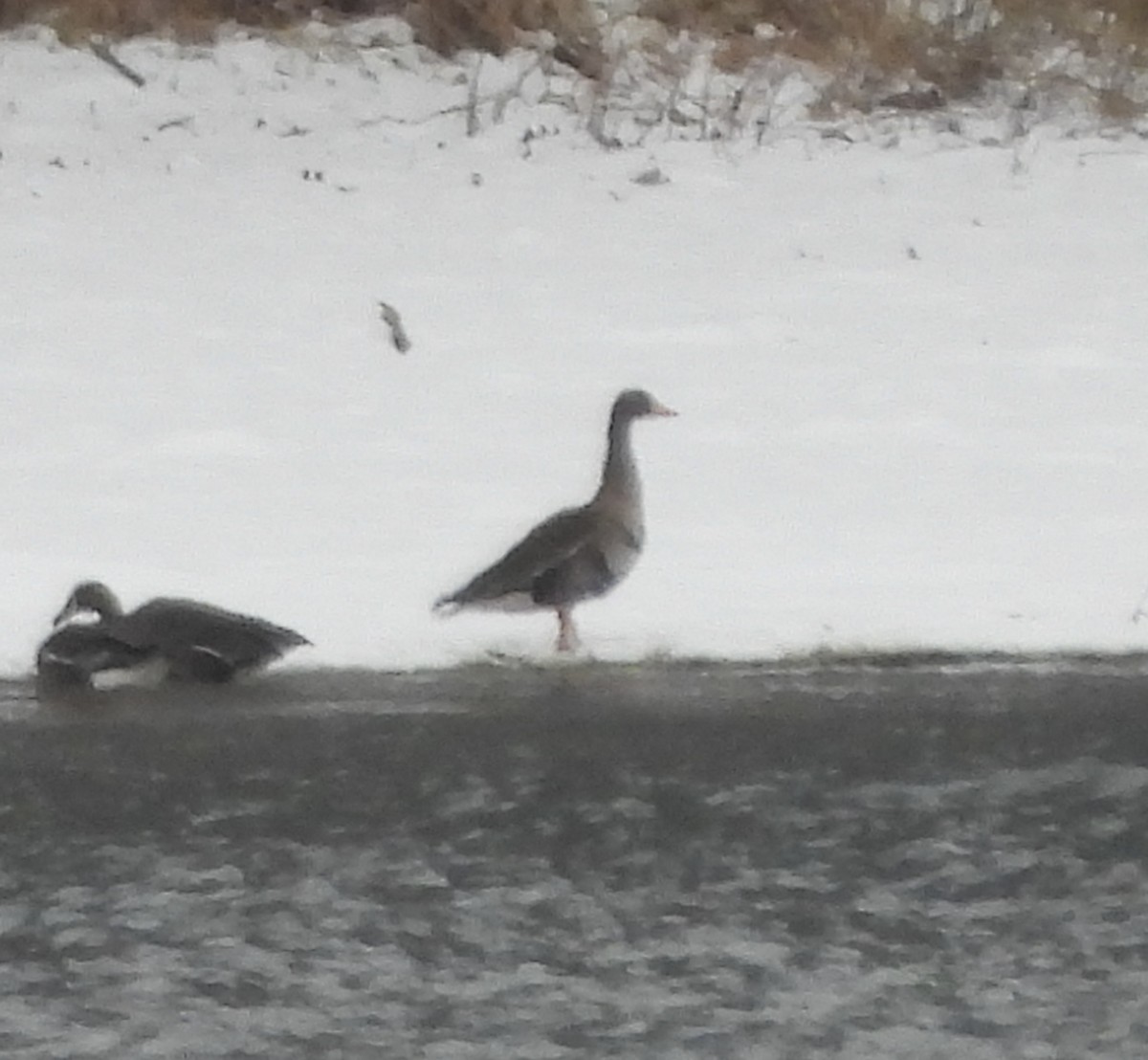 Greater White-fronted Goose - ML646318076