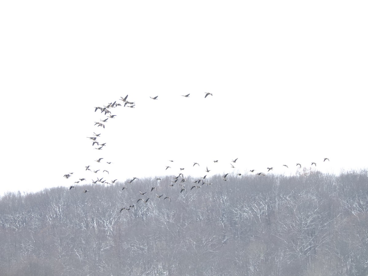 Greater White-fronted Goose - ML646318077