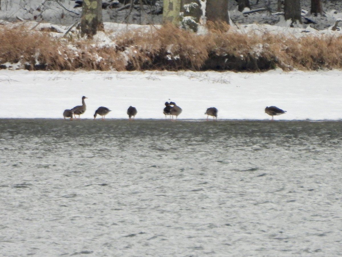 Greater White-fronted Goose - ML646318078
