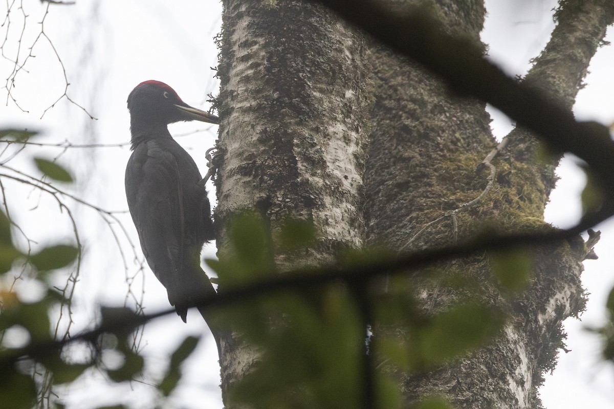 クマゲラ - ML646318079