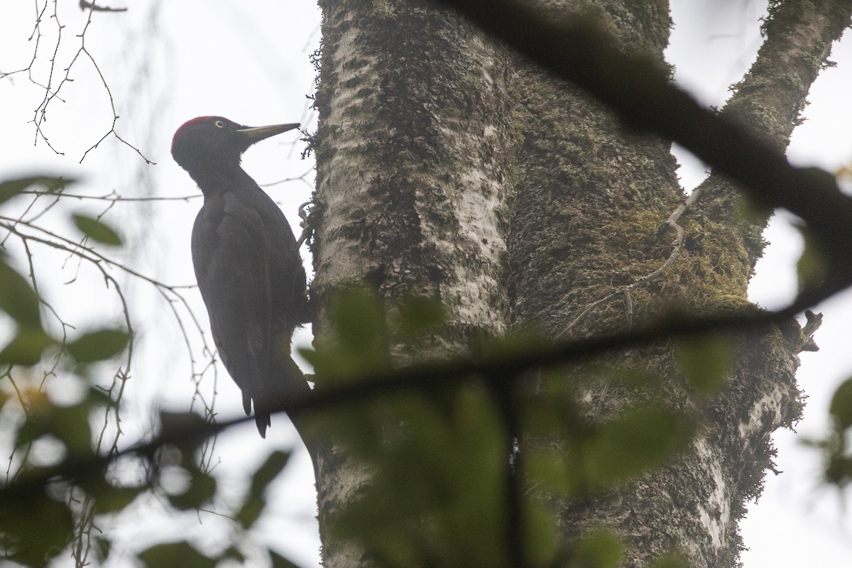 クマゲラ - ML646318080