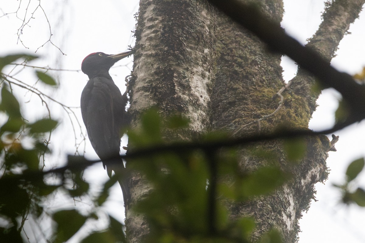 クマゲラ - ML646318081